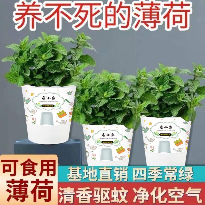 大盆薄荷盆栽可食用带香味室内驱蚊虫客厅吸某醛阳台美化空气