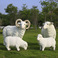 户外树脂玻璃钢仿真绵羊山羊动物雕塑摆件庭院田园园林景观装饰品图