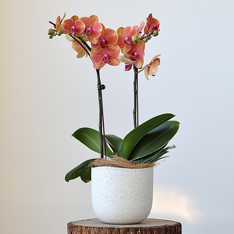 水泥花盆/花盆/塑料花盆/红陶小花盆/仿真塑料花盆室内产品图