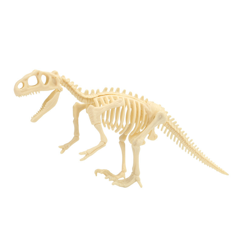 恐龙化石/考古挖掘玩具/霸王龙骨架白底实物图