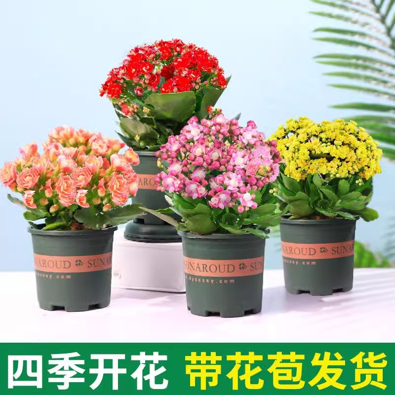 长寿花盆栽重瓣金狐狸大花带花苞花苗四季室内开花好养的花卉植物