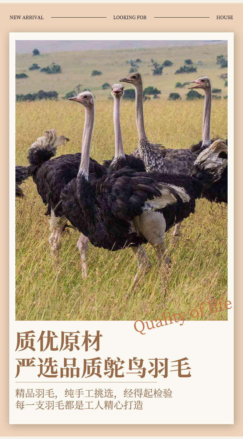 厂家直销15-80cm鸵鸟毛舞台布置真羽毛发夹装饰插花婚庆布置羽毛详情6