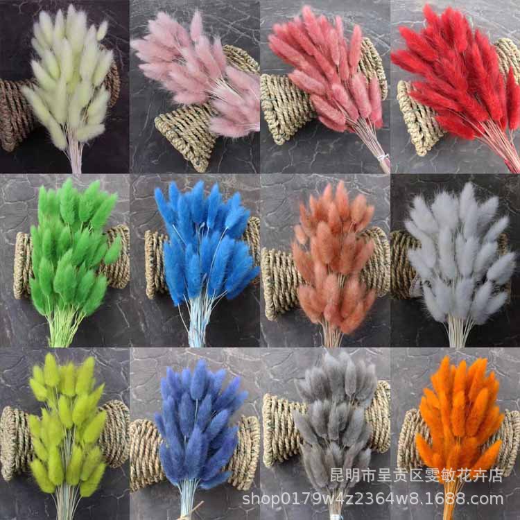 兔尾草60支干花 兔尾草真花永生花狗尾巴草干花花束批发拍摄道具