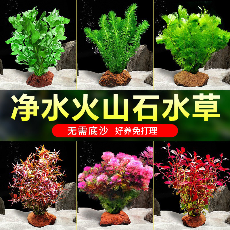 火山石水草蜈蚣草水榕懒人水草植物鱼缸水草造景底砂套餐阴性真草