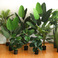 仿真树大型绿植旅人蕉室内装饰落地摆件造景天堂鸟假树植物盆栽图