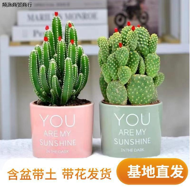 开花聚财山仙人掌办公室内花卉盆栽桌面摆设装饰招财花盆好养不死