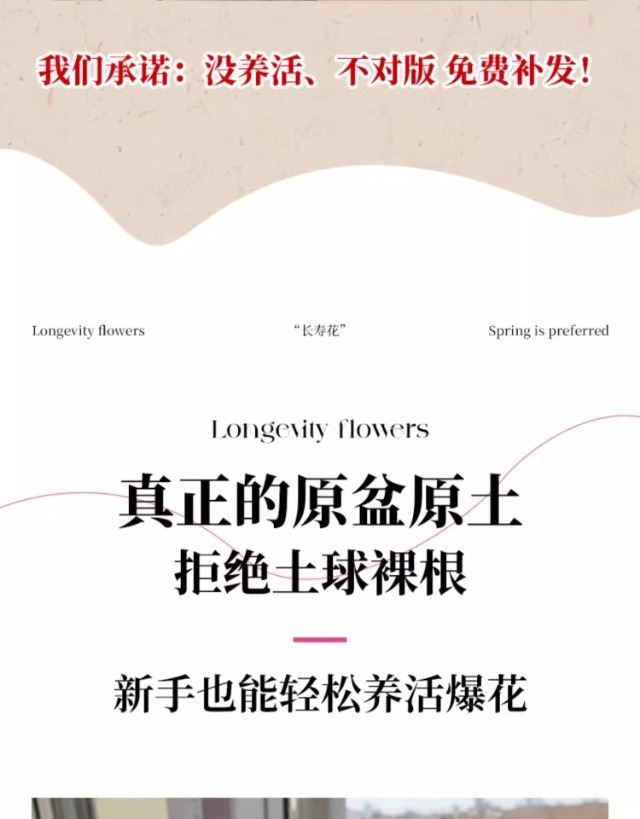 长寿花盆栽重瓣变色龙大花带花苞花苗室内易活花卉四季开花绿植物详情4