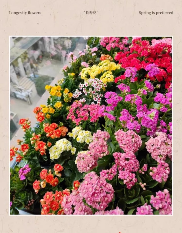 长寿花盆栽重瓣变色龙大花带花苞花苗室内易活花卉四季开花绿植物详情6