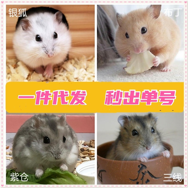 【一件代发】仓鼠活物珍珠仔三线布丁鼠小苍鼠活体金丝熊宠物批发
