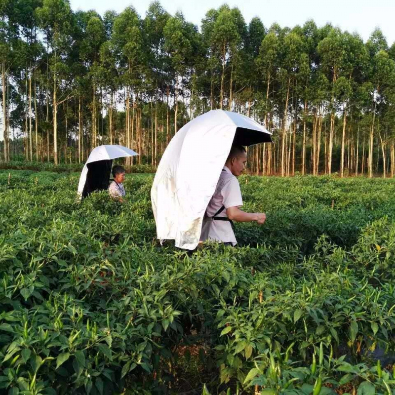 import白底实物图