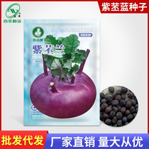 Agricultural points like purple kohlrabi seed head salted vegetable pimple bulb cabbage seed bro blue jade vine vegetable wholesale