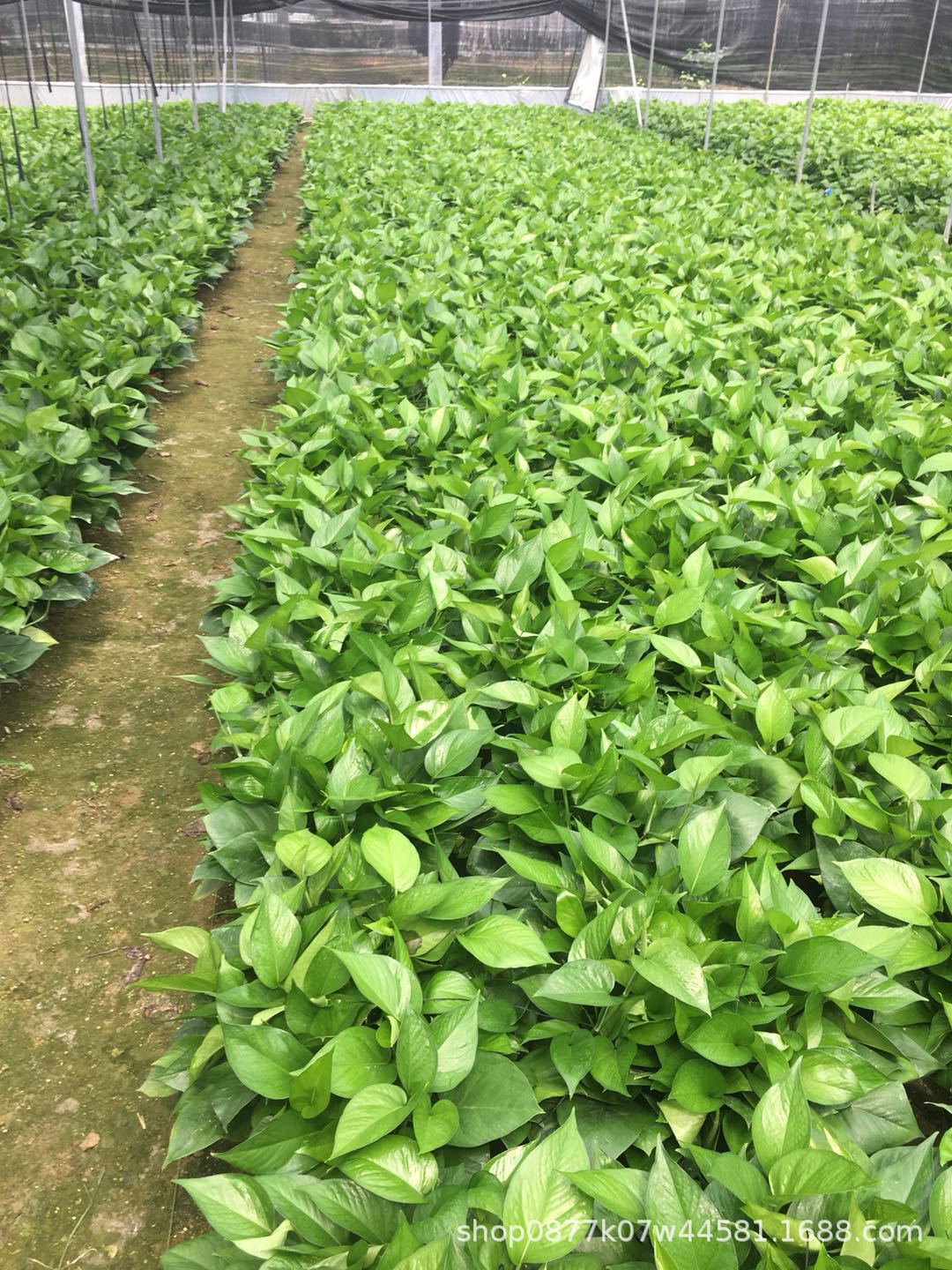 基地批发绿萝盆栽大叶长藤水培绿萝净化空气绿箩盆栽植物水详情11