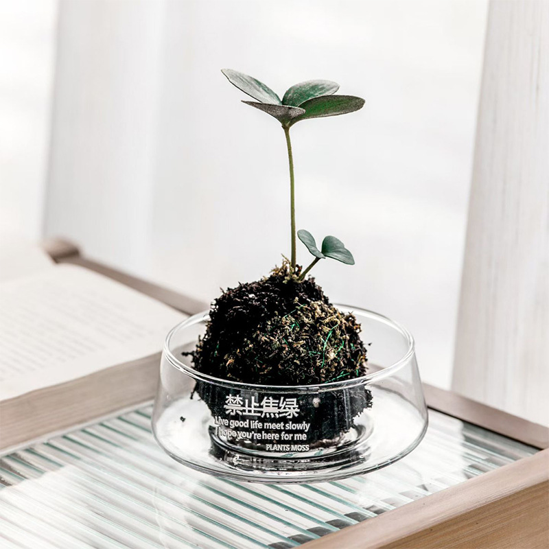 Transparent large-diameter glass vase, negotiation table, succulent moss micro-landscape, hotel decoration, hydroponic flower pot display