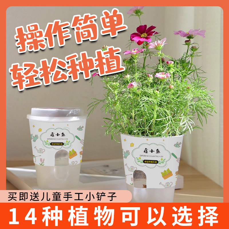 虞小鱼 桌面绿植盆栽种子盲盒月季蔷薇类易养办公室迷你花卉懒人植物