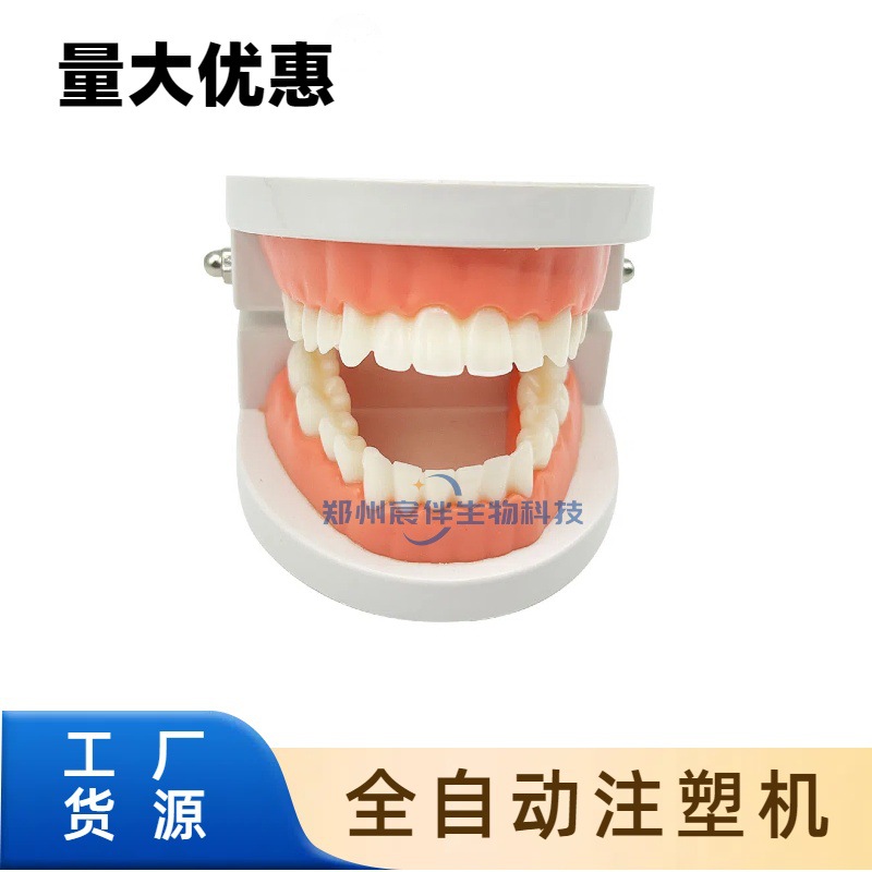 牙科假牙模型教学练习标准模型 幼儿园刷牙练习 口腔模型出口品质