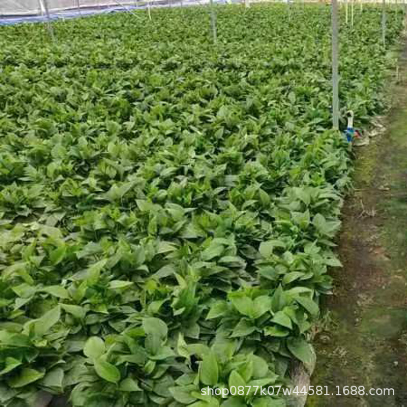 基地批发绿萝盆栽大叶长藤水培绿萝净化空气绿箩盆栽植物水详情2