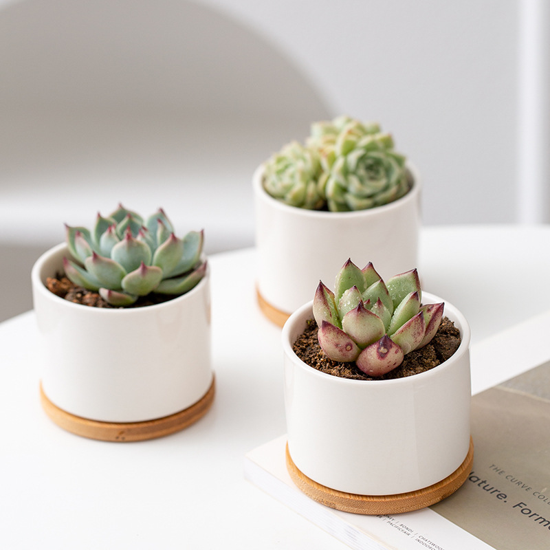 Amazon white porcelain succulent POTS, modern home and garden ceramic small white POTS, cross-border simple succulent POTS wholesale Application Scenario