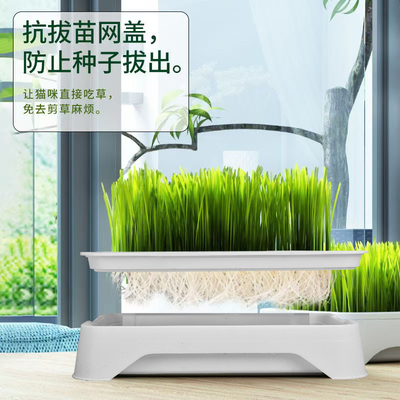 新款宠物猫草种植盒无土栽培猫草套装猫咪零食水培种草宠物用品育