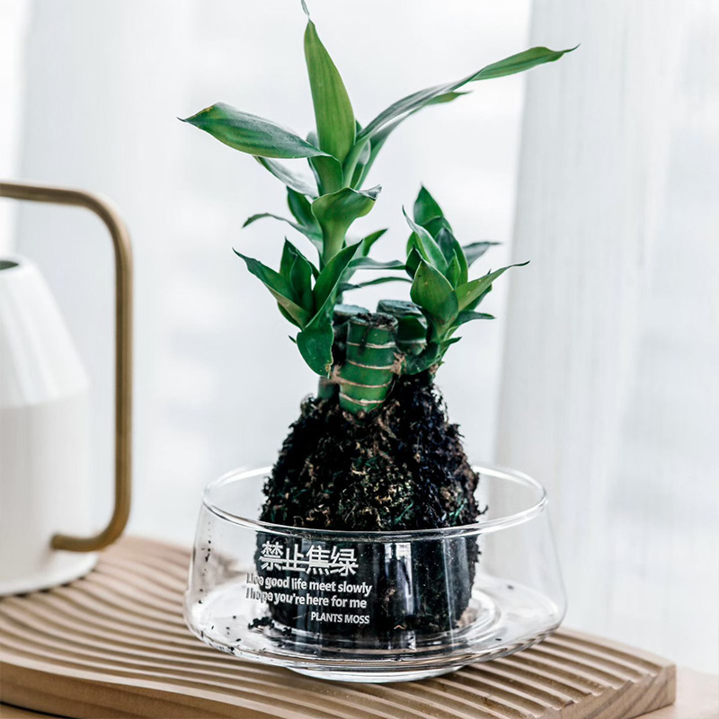 Transparent large-diameter glass vase, negotiation table, succulent moss micro-landscape, hotel decoration, hydroponic flower pot display Specification image