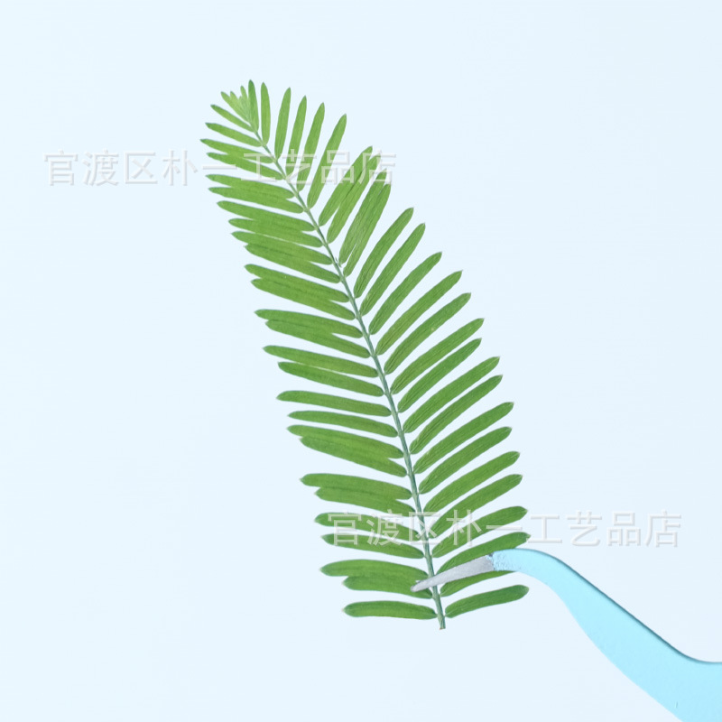 干花实物图