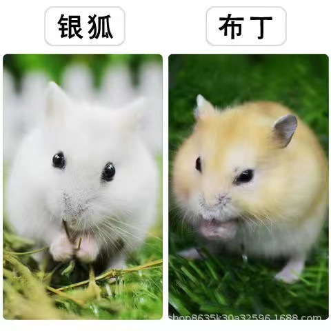 Baby Hamster Hair Live Three Lines Purple Silvery Fox Pudding Gold Silk Bear Hamster Hair Eye Ring Bear Hamster Application Scenario