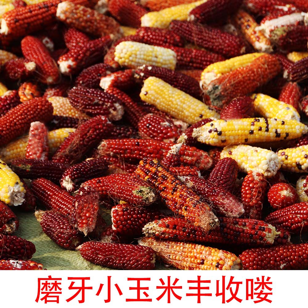 仓鼠零食实物图