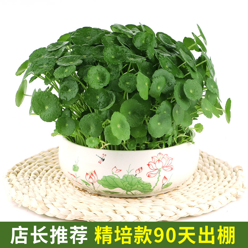 import白底实物图