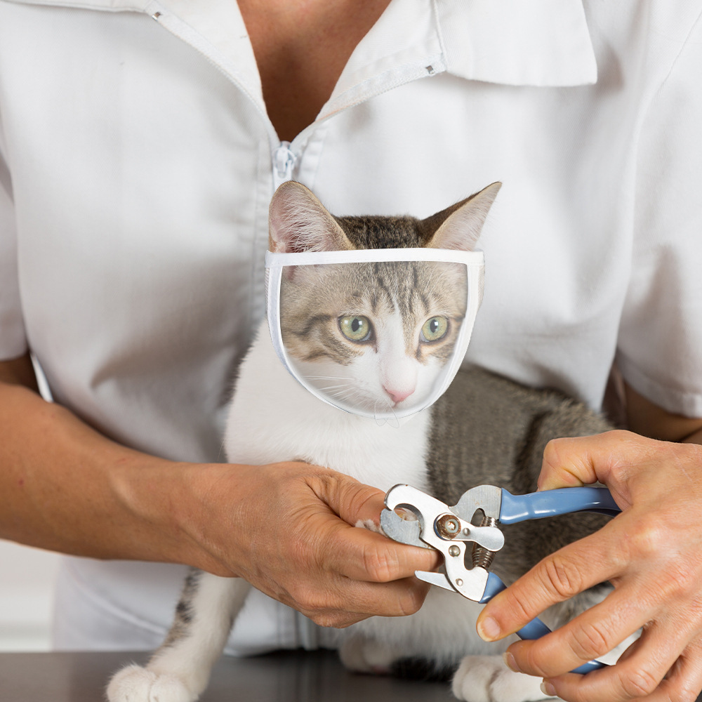 Pet muzzle Clear cat muzzle anti-bite anti-barking anti-eating Beauty mask Pet breathable muzzle details Picture