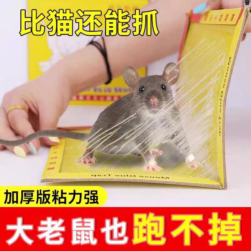 粘蝇纸/苍蝇拍实物图