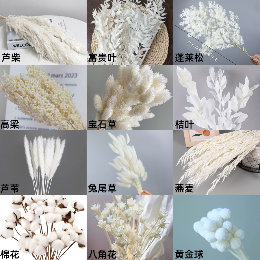 干花永生花跨境白色系列花材兔尾草宝石草芦苇芦柴蓬莱松干花跨境
