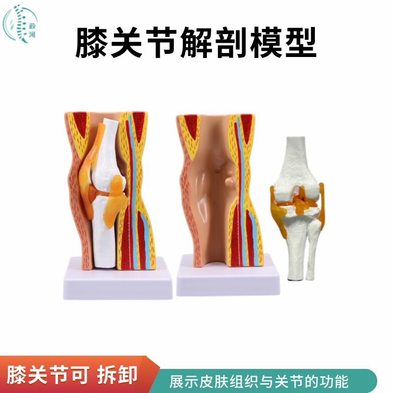 Medical teaching demonstration of detachable human knee joint functional anatomical model with skin, bone, ligament and meniscus sections
