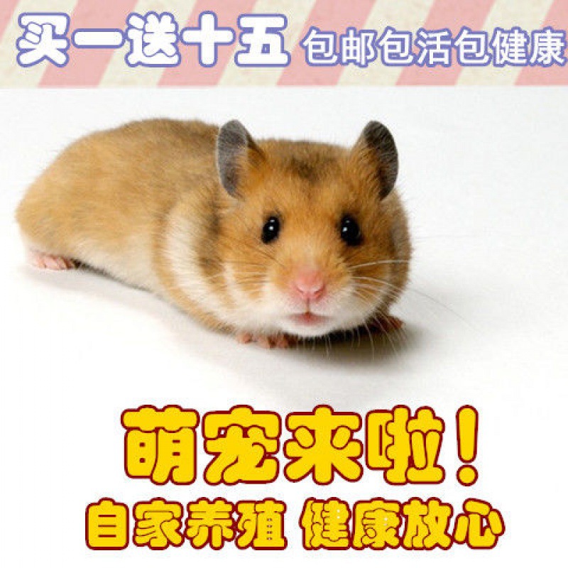 仓鼠批发小银产品图
