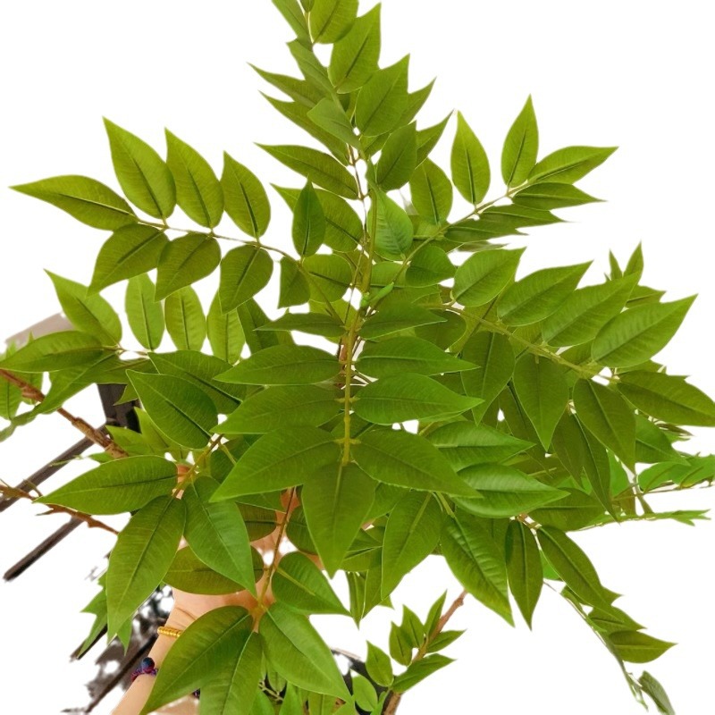 Factory store, wholesale of artificial plants, dynamic Chinese toon tree potted plants, courtyard ornaments, green painted wood, small tree landscaping and decoration Item Picture