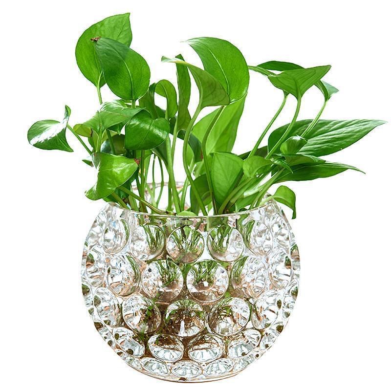 Hydroponic plant glass bottles, round glass vases, transparent green ivy and duck intestines containers, hydroponic flowerpots, vessels and containers Item Picture