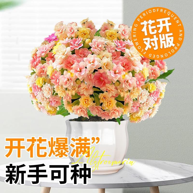 手工花毛线编织/花种子/多肉盆栽/毛线手工花/花盆模具细节图