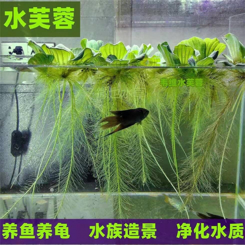 Pequeño granjero agua hibisco agua flotante acuática hierba acuática planta hidroponía aumento de oxígeno purificación de calidad del agua pez tortuga acuario paisaje details Picture