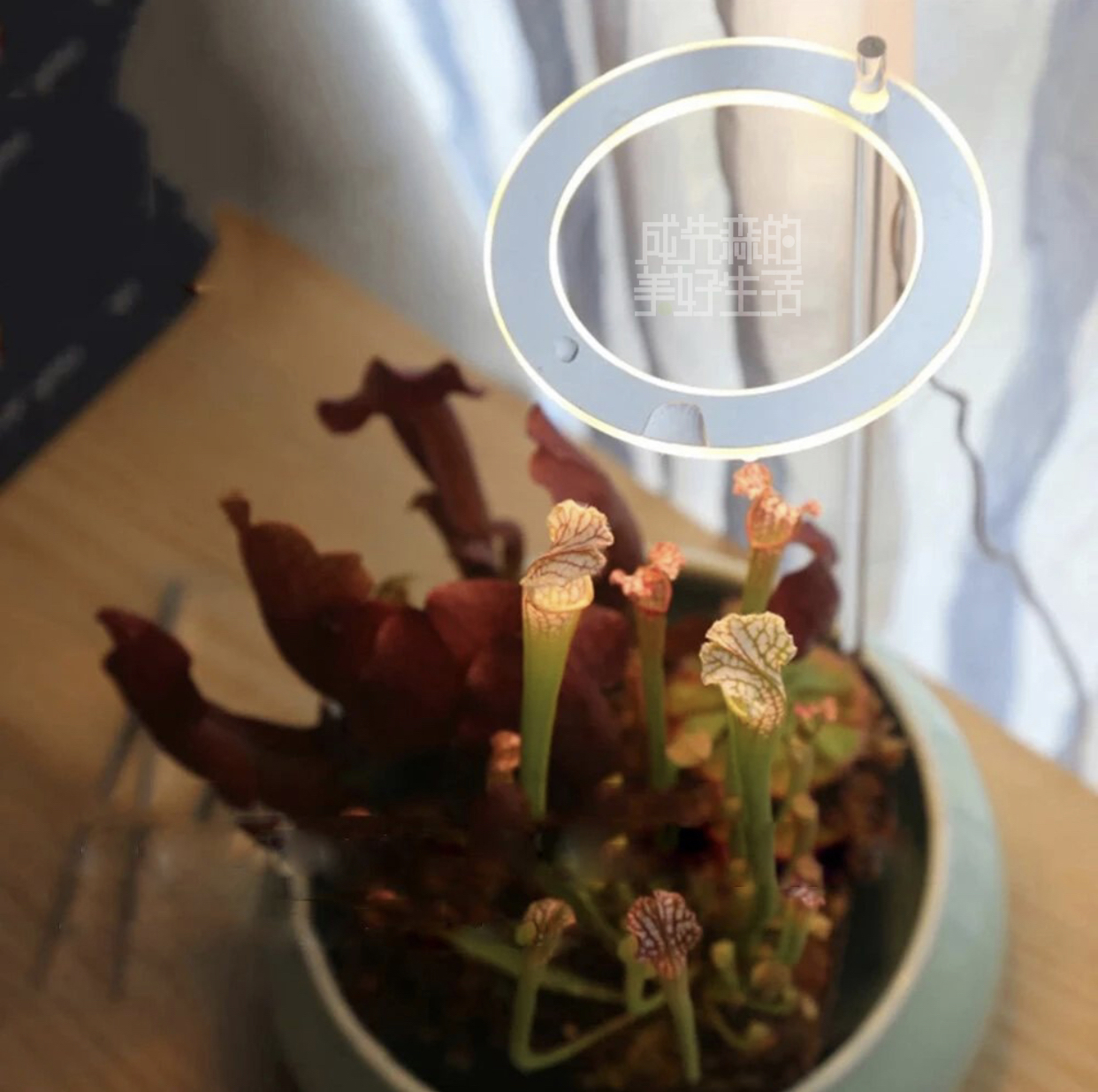 ♡ Energy-saving Angel Ring Plant Supplementary Light: LED Indoor Full-spectrum intelligent supplementary light for Bonsai and succulents Application Scenario