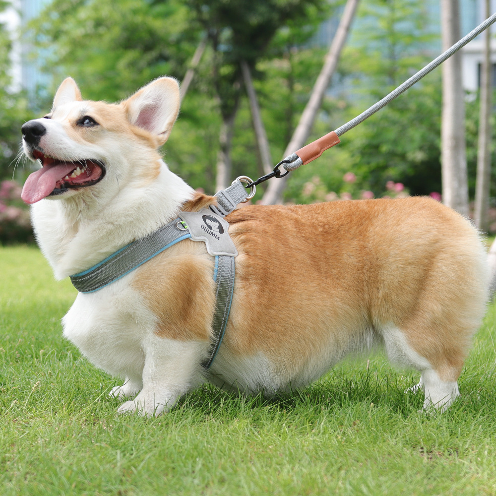 狗狗牵引实物图