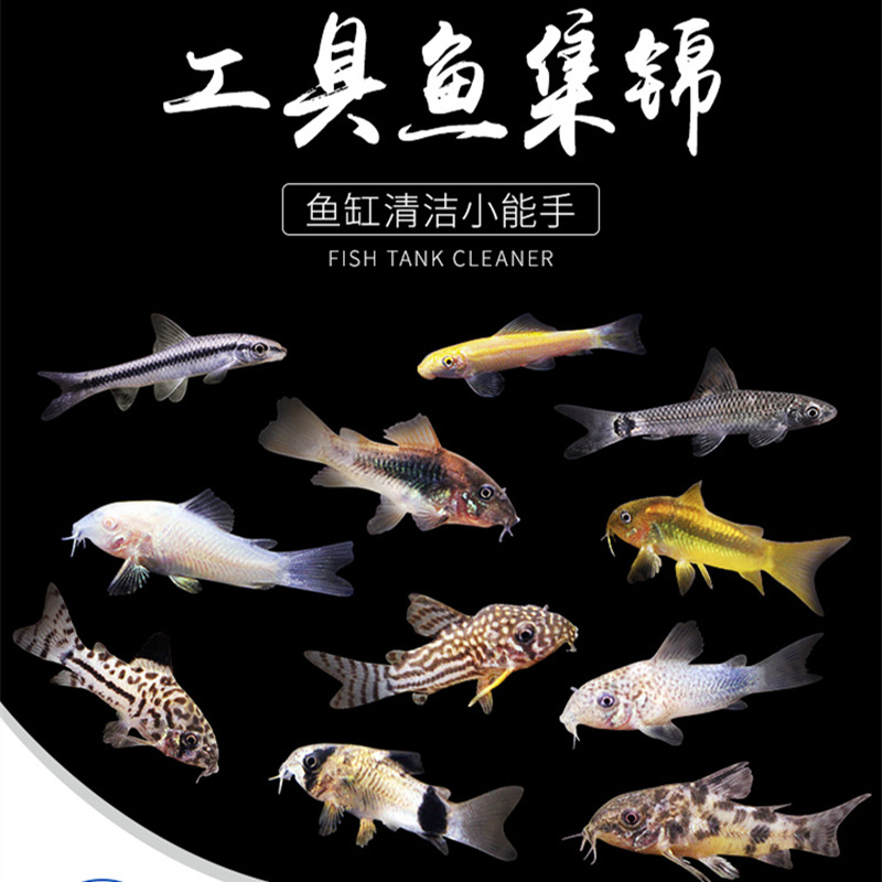 import产品图