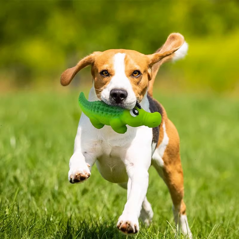 Pet toys, dog toys, durable and vocal teething toys, puppies, Teddy dogs, small dogs, screaming chickens, pet supplies Application Scenario
