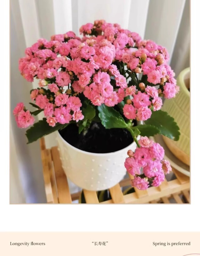 长寿花盆栽重瓣变色龙大花带花苞花苗室内易活花卉四季开花绿植物详情12