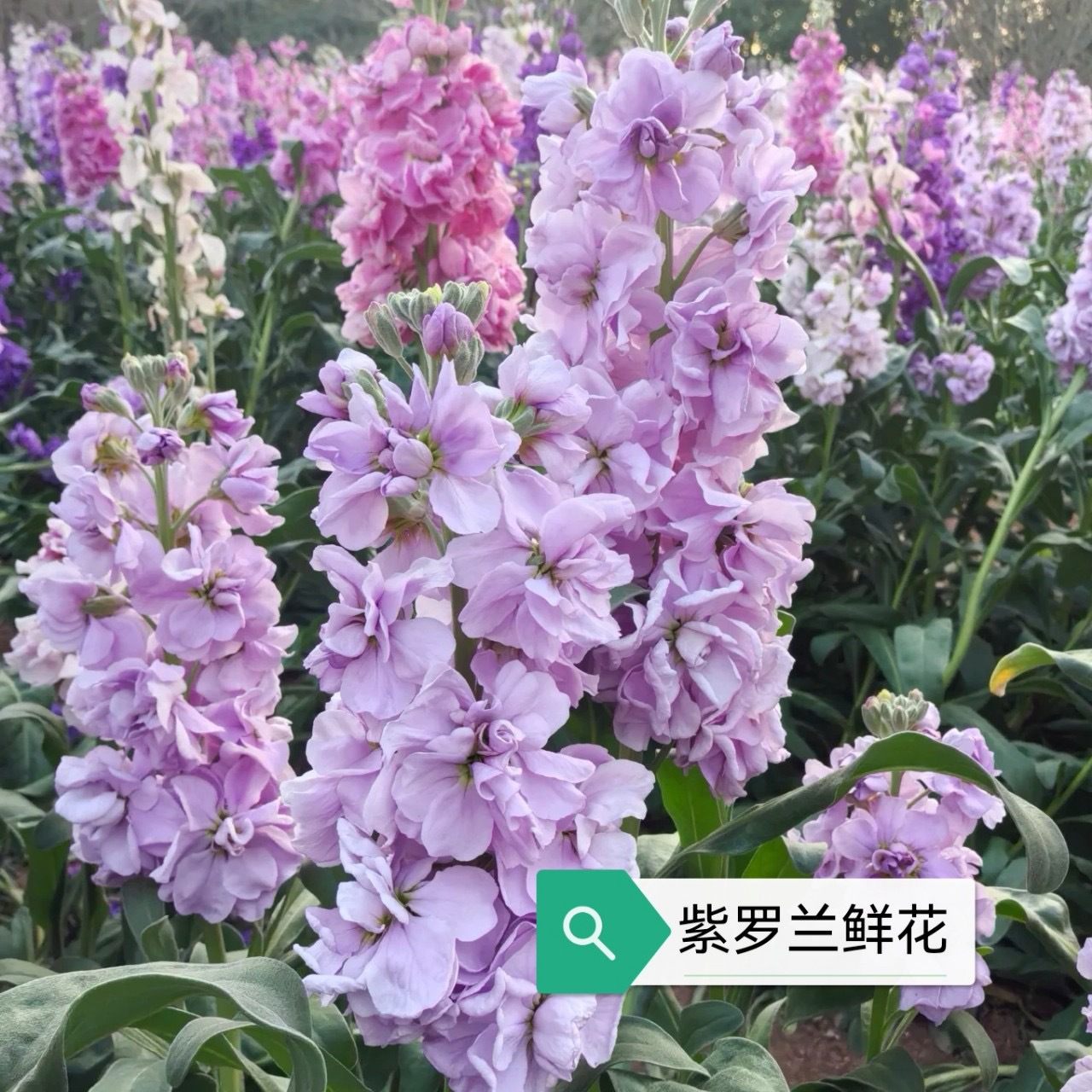 紫罗兰鲜花云南昆明基地鲜切花水养婚庆婚车团购花摆摊云南直发