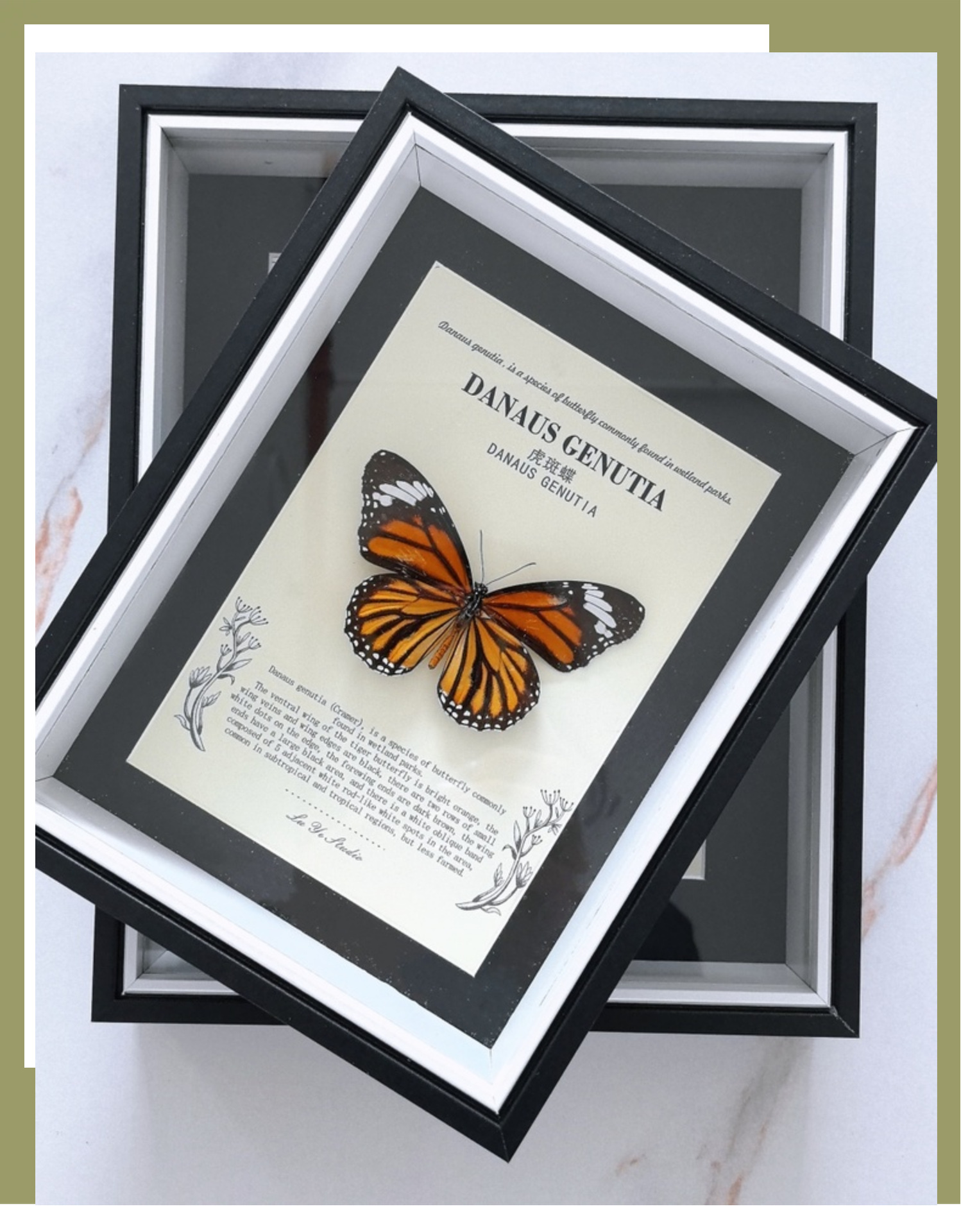 相框中空标本框木质玻璃立体黑色蝴蝶昆虫装裱自装摆台展示画框详情59