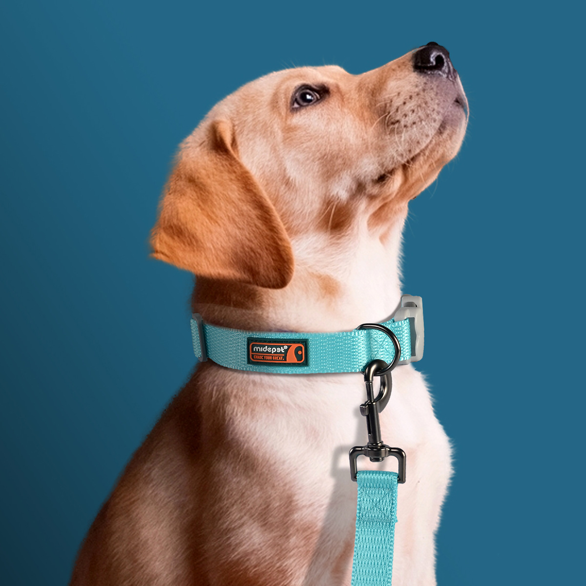 Pet supplies manufacturer direct sales of cat and dog leashes, bone buckles, fresh macaron-colored collars, and dog walking leashes wholesale