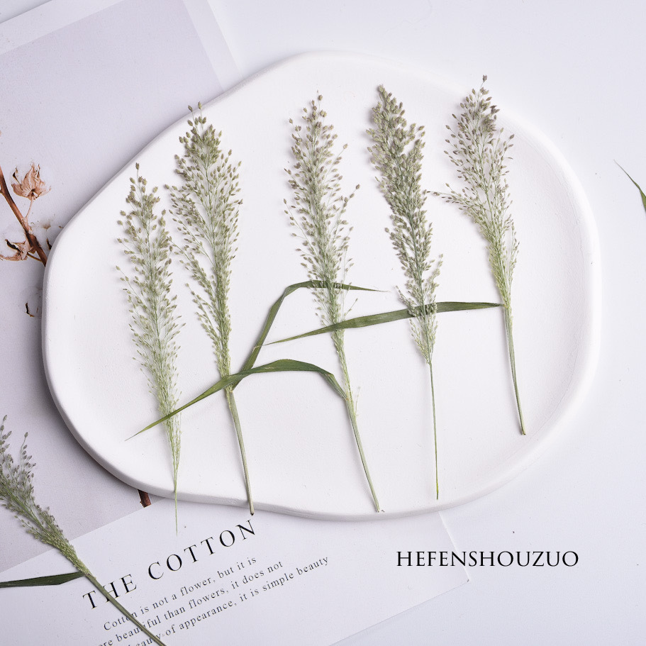 知风草真树叶压花材料包植物标本diy滴胶杯垫封入物香薰蜡烛装饰