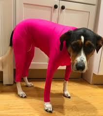 Big Dog Manufacturers Base Full Package Four-Legged Autumn And Winter Dog Clothes Four-Legged Clothing Pet Clothing Cat Elastic Item Picture