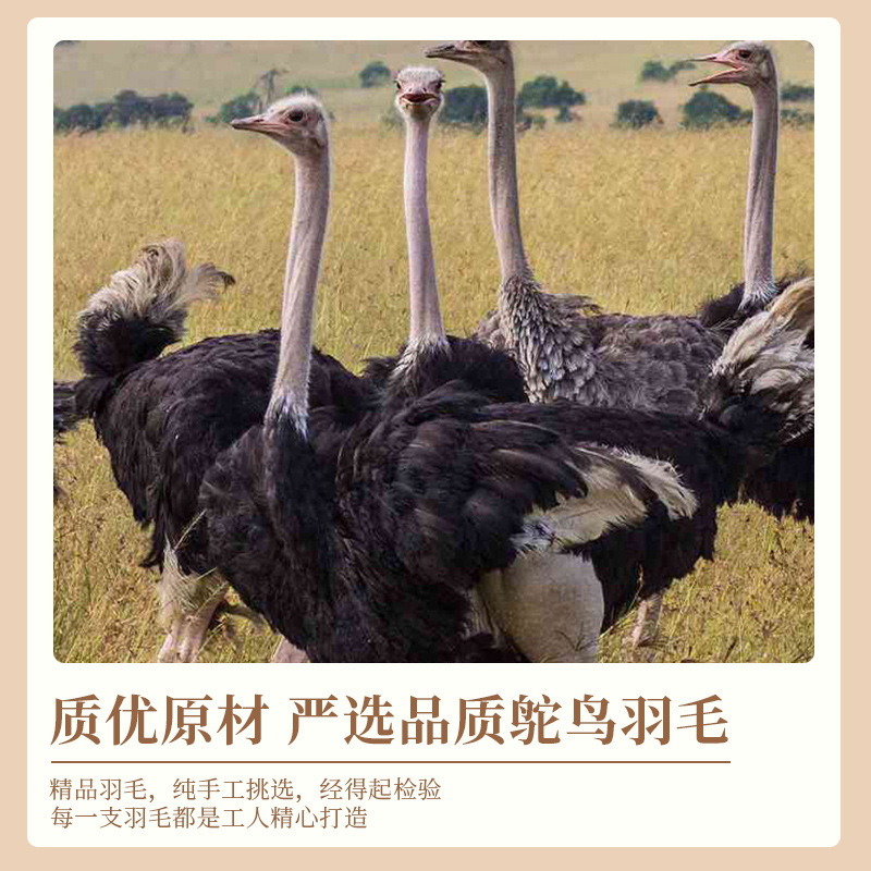 羽毛/羽绒/森尔服装/鸵鸟毛/羽毛布带细节图
