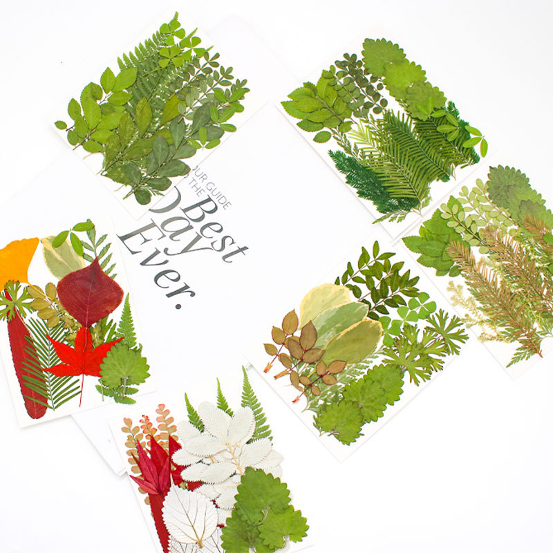 Real leaf dried flower embossed material package, embossed photo frame decoration, plant specimen epoxy resin ornaments, children's DIY handicrafts Item Picture
