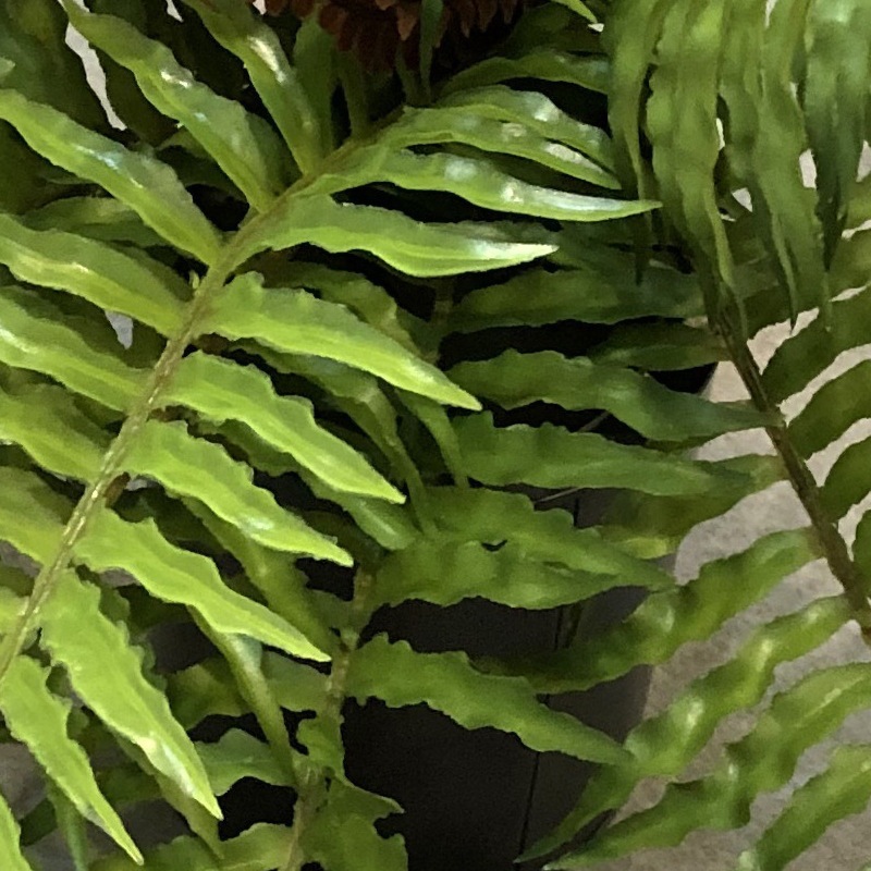 仿真植物实物图