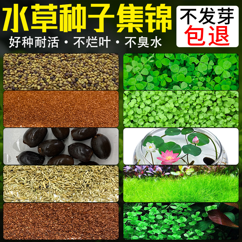 Wholesale aqua grass seed bowl lotus seed aqua grass lodo micro paisaje acuario construcción de acuario hierba real viviente planta de algas acuáticas Specification image